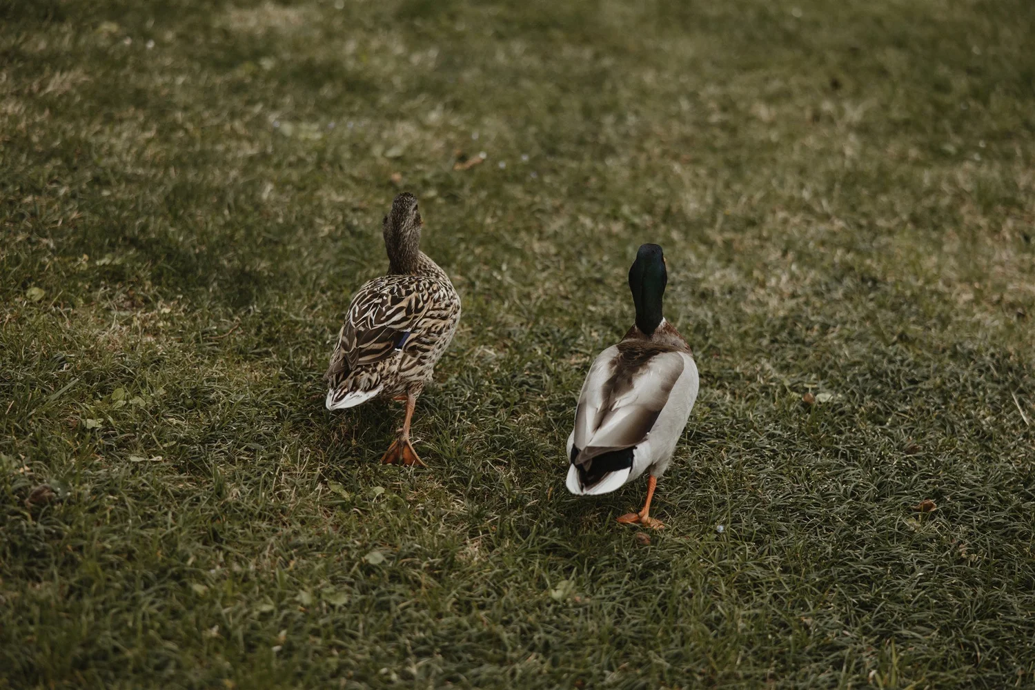Two ducks standing on grass, one with brown and black patterned feathers and the other with white and dark brown feathers.