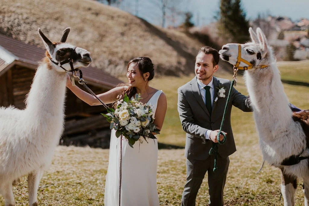 A bride and groom holding llama leashes outdoors on a sunny day.