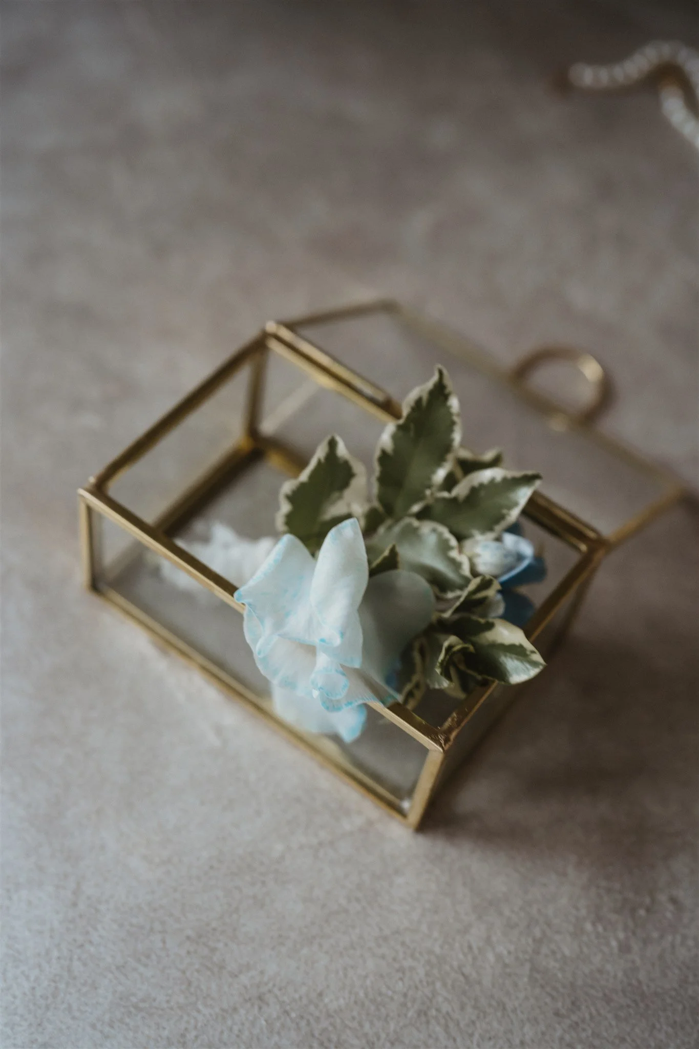 A small glass display case with gold trim sits on a beige carpeted floor, containing a green and white variegated plant and a pale blue flower-shaped decoration.