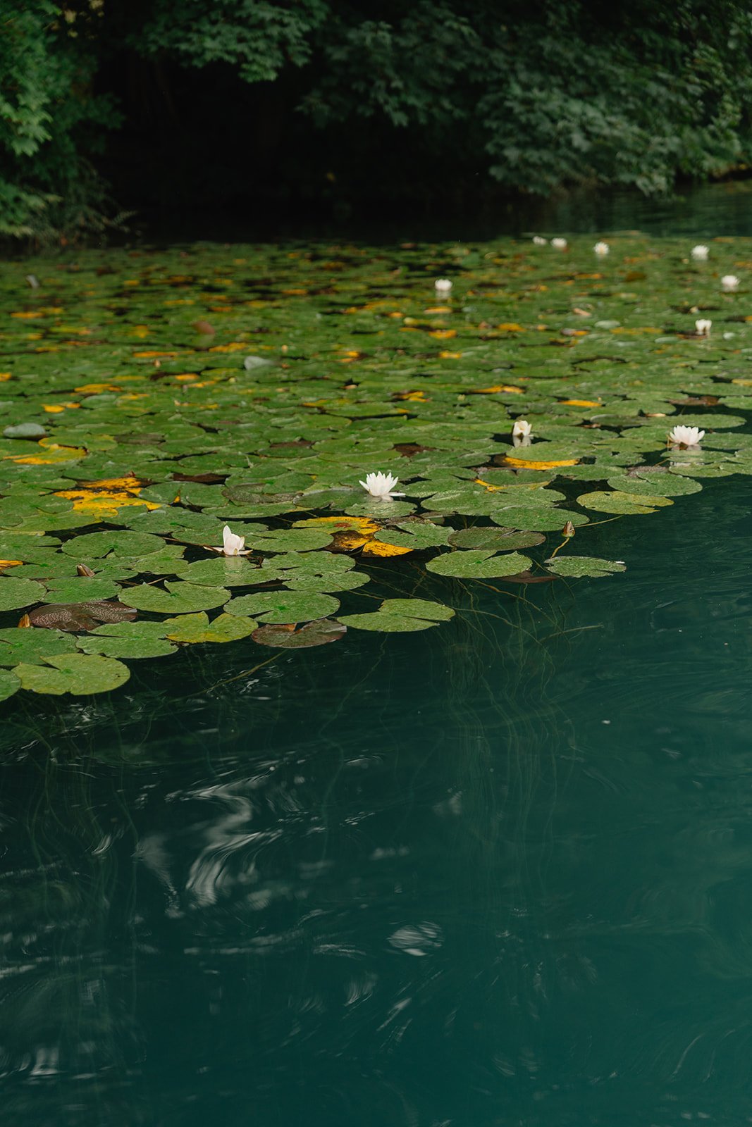 JenaLuke_Lake_Bled_elopement (300).jpg