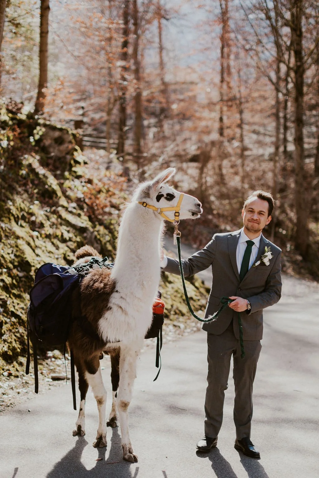 A man in a gray suit and tie, with a white boutonniere, is holding a lead attached to a llama with glasses, in a forested area during fall.