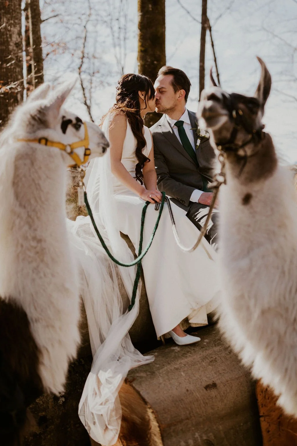 A bride and groom sharing a kiss in a wooded outdoor setting, sitting on a bench with two husky dogs in the foreground.