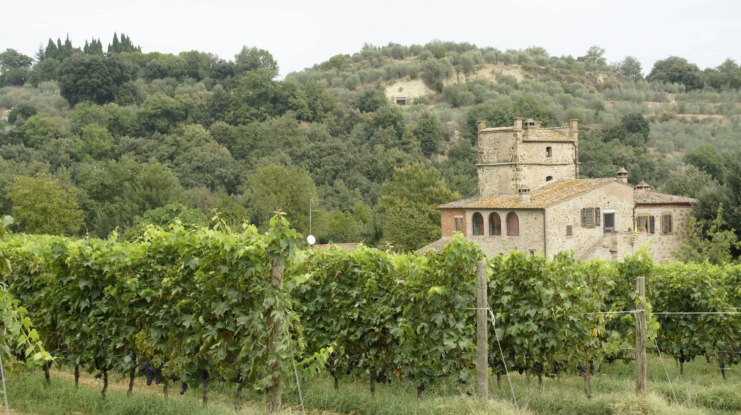 A vineyard with lush green grapevines in front of an old stone house, surrounded by trees and hills in the background.