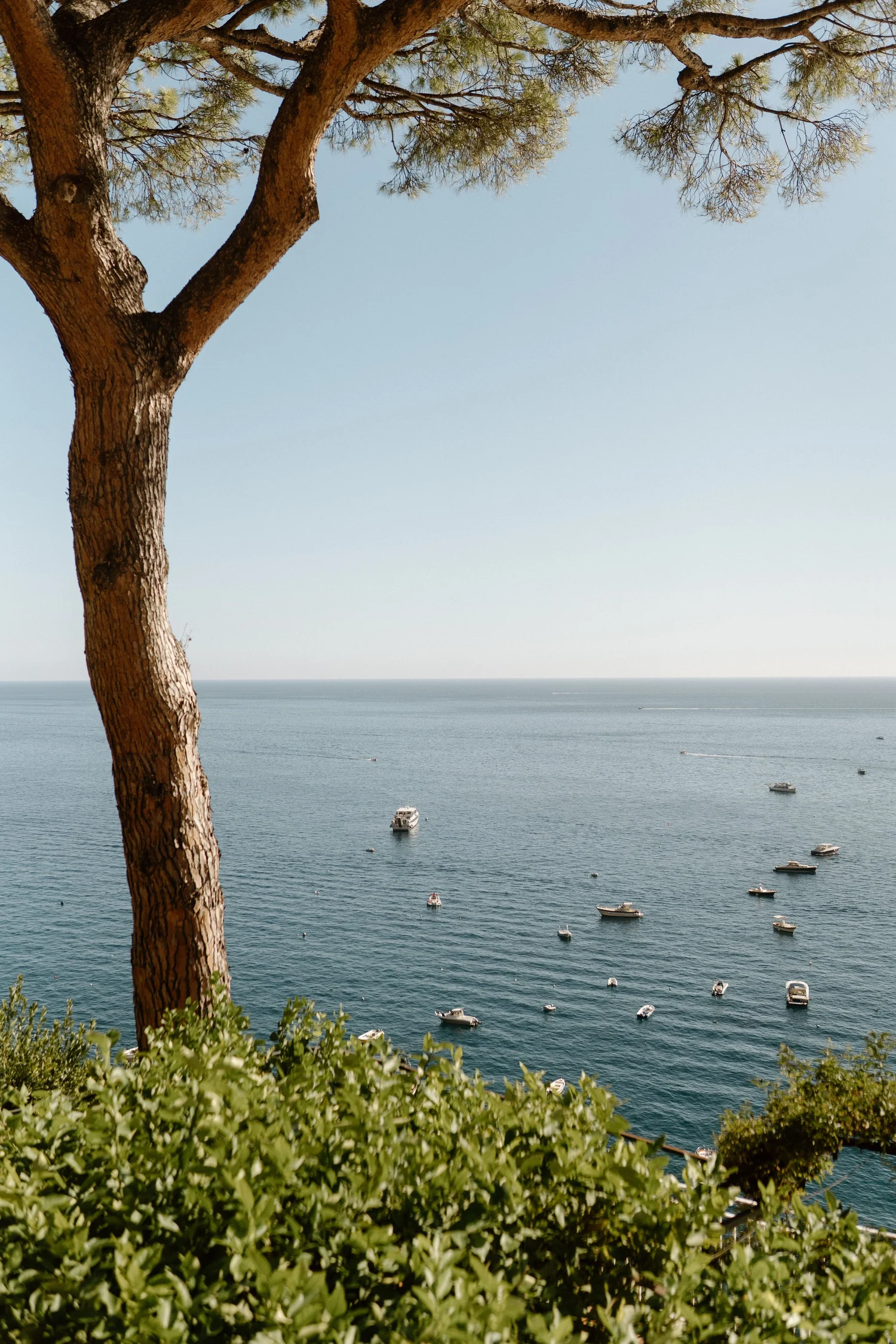 A large tree with a thick trunk and green leaves in the foreground, overlooking a calm ocean with numerous boats and yachts.
