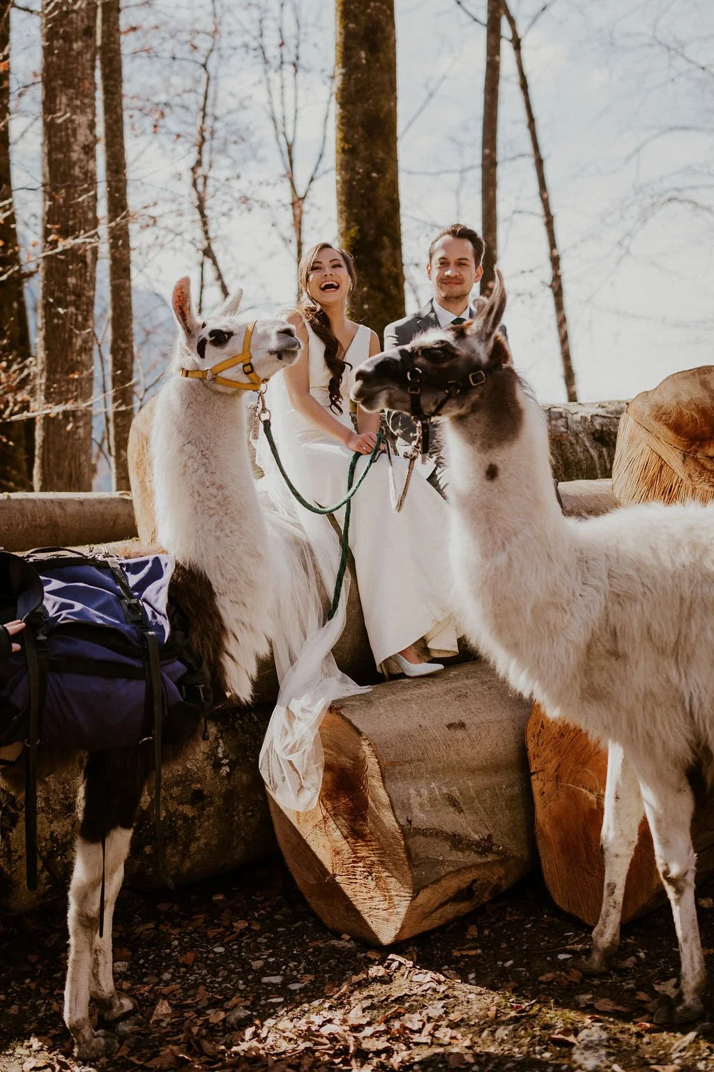 A bride and groom sitting on a log in a forest, smiling and holding leashes of two llamas. The bride is wearing a white dress, and the groom is in a gray suit. The llamas are standing in front, one with a yellow halter, and the other with a black hal