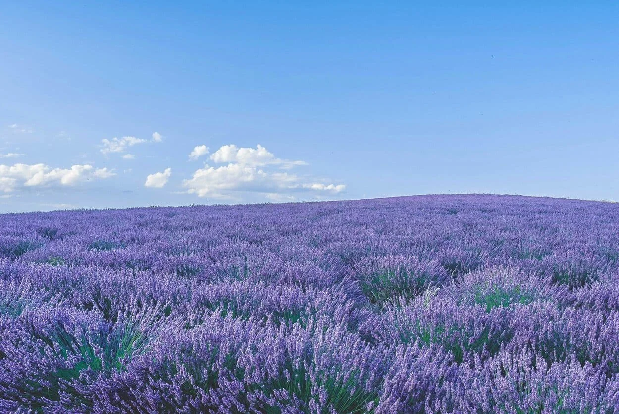 elopement packages in provence, france