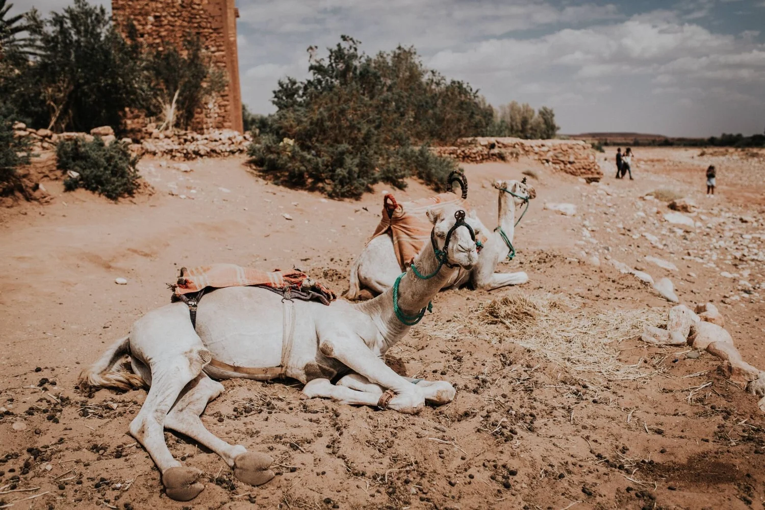 Two camels resting on a sandy, rocky landscape with some shrubs and a few people walking in the distance.