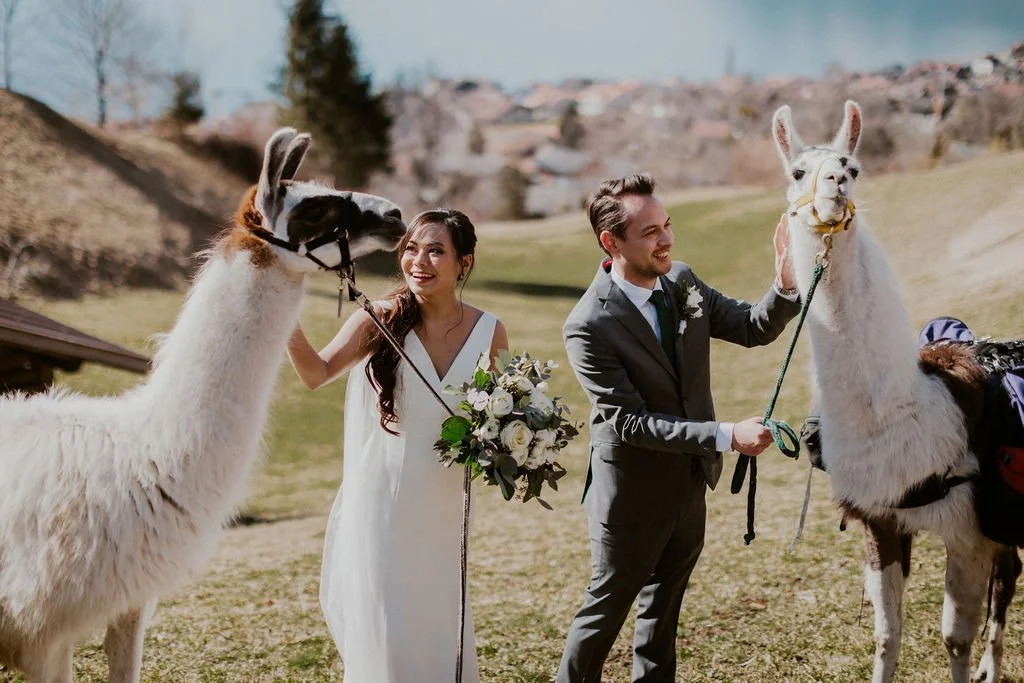 A bride and groom holding llama leads outdoors in a grassy field with hills and houses in the background.