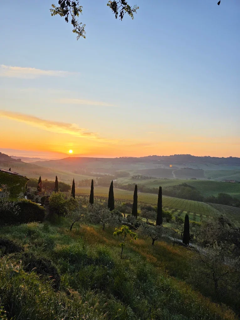 Sunset over rolling hills in a vineyard, with tall, narrow cypress trees lining the landscape and a partly cloudy sky.