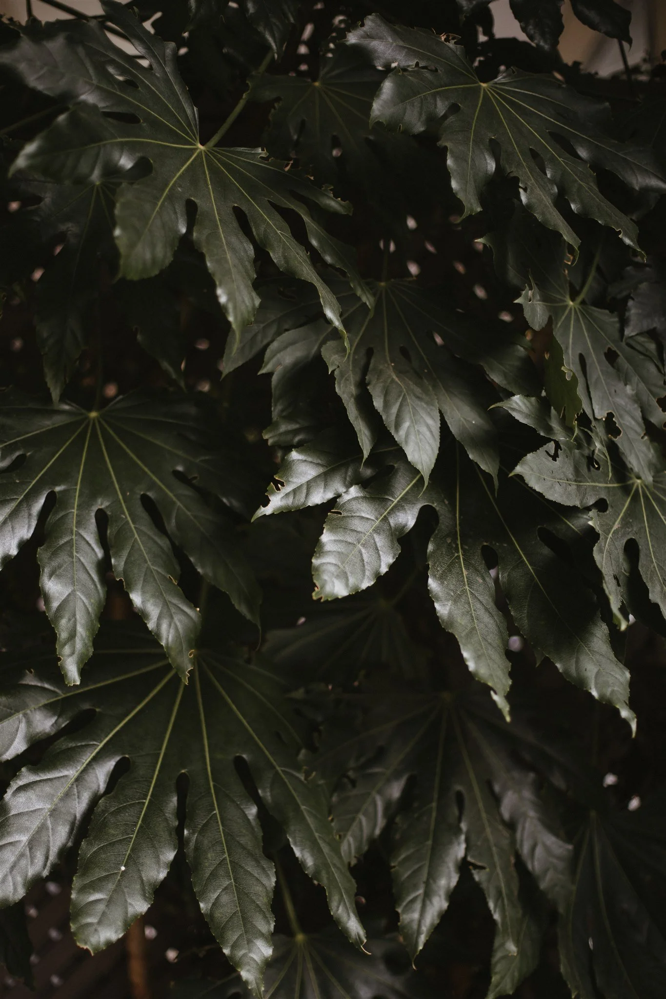 Close-up of dark green, glossy, palmate leaves with lobed edges.