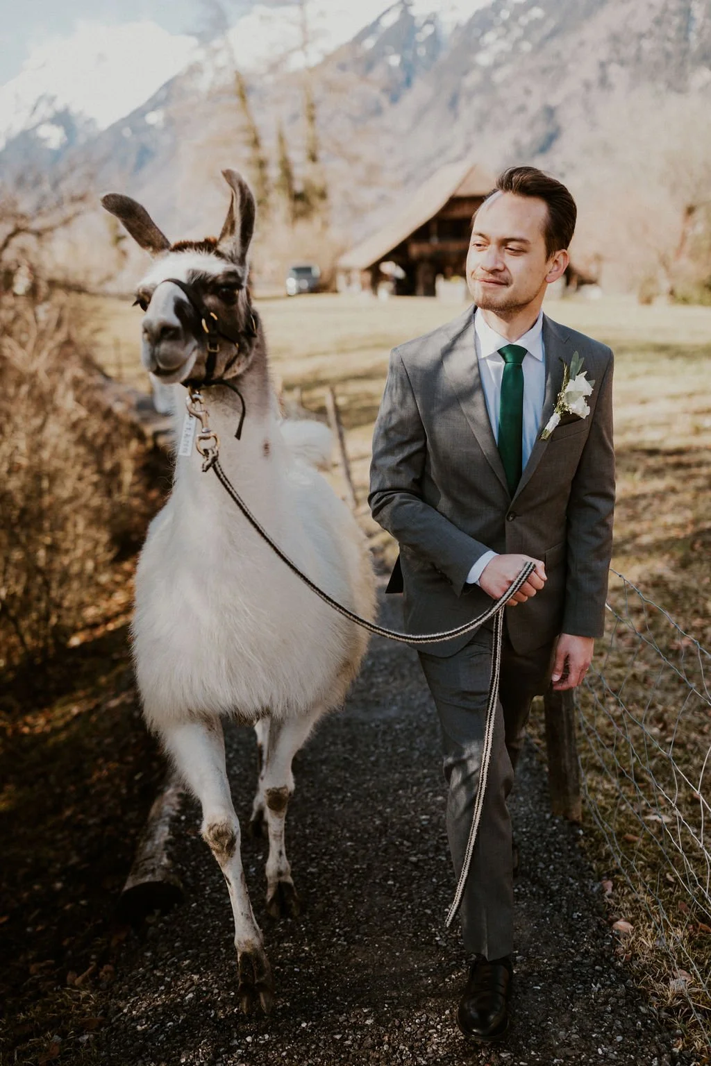 A man in a gray suit with a white shirt and green tie, wearing a white boutonniere, walking outdoors. He is holding a leash attached to a llama, which has white and brown fur and is standing calmly beside him. The background shows a rustic setting wi