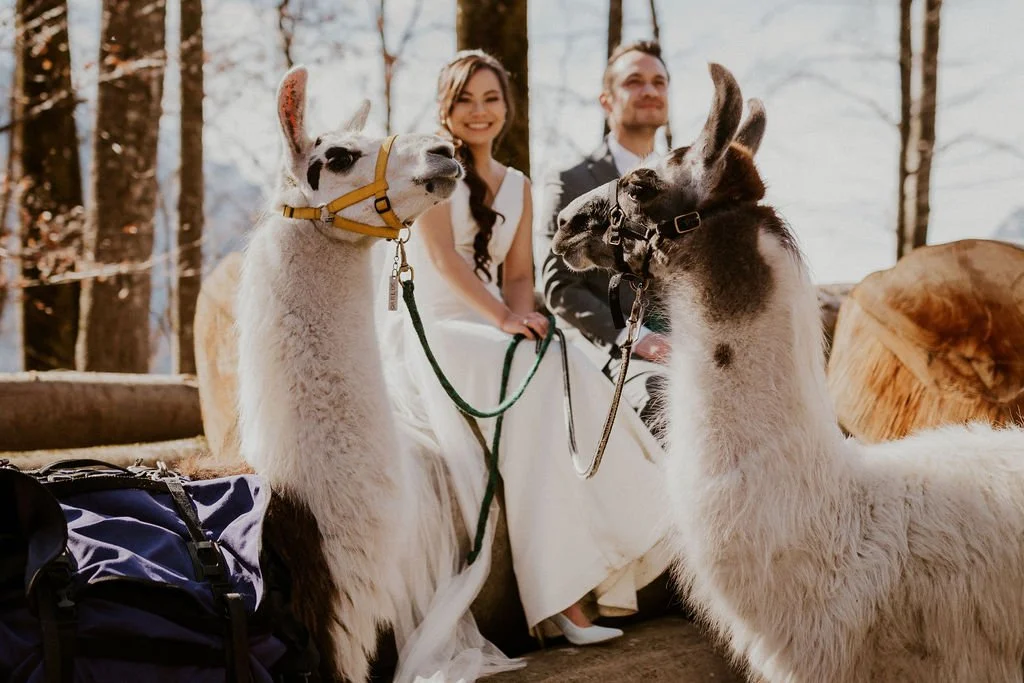 A newlywed couple sitting outdoors with two llamas, smiling. The woman is wearing a white wedding dress, and the man is dressed in a suit. The llamas are standing in front of them on leashes, with trees and sunlight in the background.