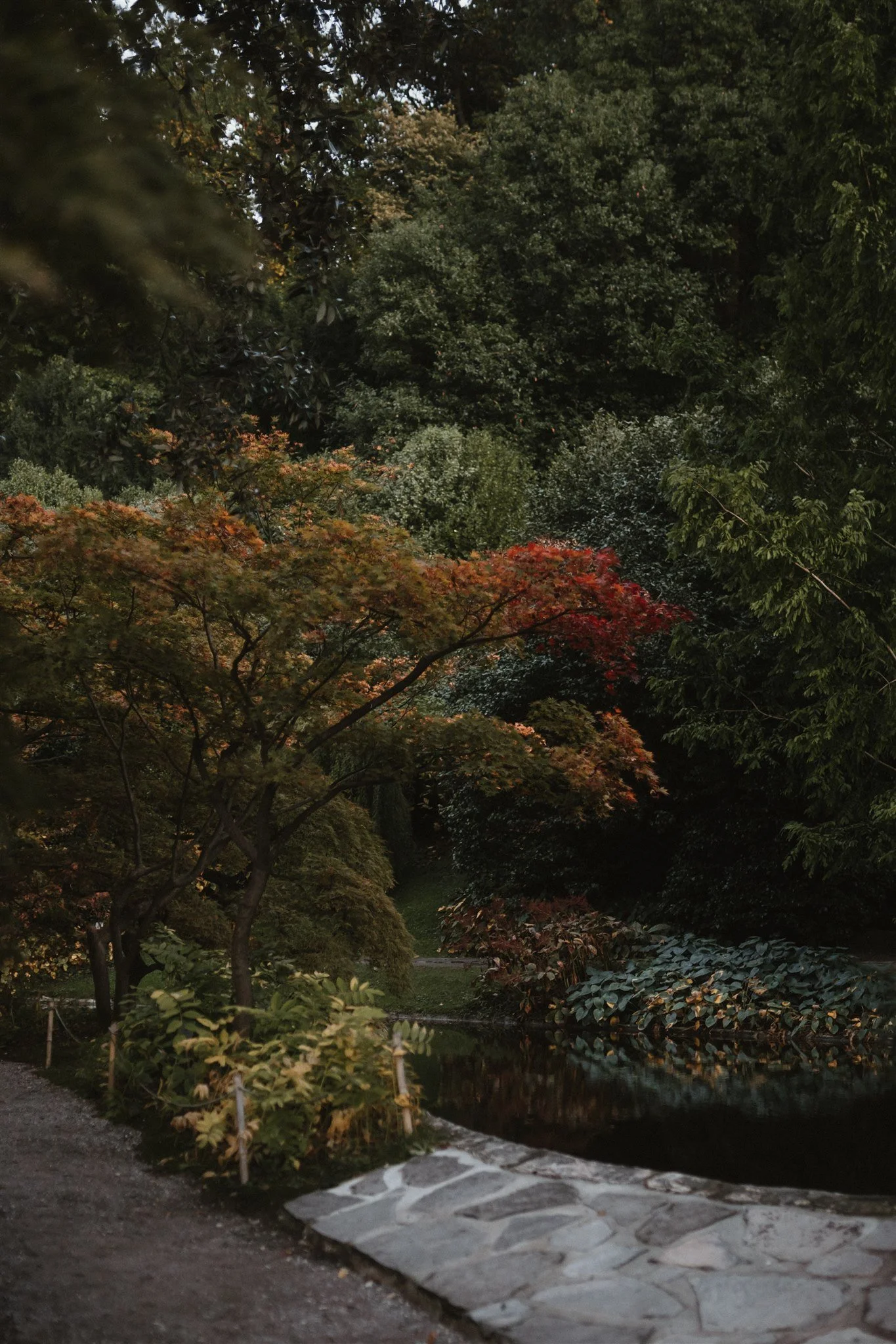 A serene Japanese garden scene at dusk, with lush green trees and colorful autumn leaves, a small pond, a stone pathway, and a wooden bridge.